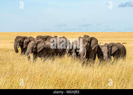 Troupeau d'éléphants (Loxodonta africana) cross plaine herbeuse à Sunshine, Serengeti, Tanzanai Banque D'Images