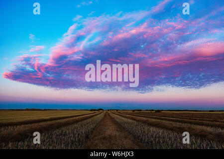 Champ de canola en andains au coucher du soleil avec les nuages rose brillant ; Legal, Alberta, Canada Banque D'Images