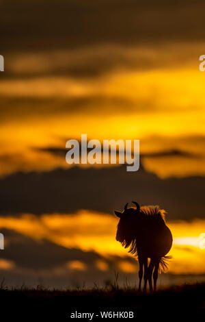 Le Gnou bleu (Connochaetes taurinus) se dresse sur l'horizon au coucher du soleil, la silhouette du Serengeti, Tanzanie Banque D'Images