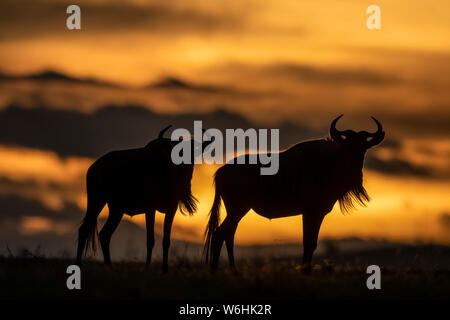 Deux gnous bleu (Connochaetes taurinus) stand silhouetté au coucher du soleil, Serengeti, Tanzanie Banque D'Images