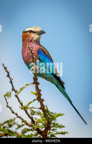 Lilac-breasted roller (Coracias caudatus Linnaeus) en tournant la tête de la direction générale sur les perchoirs, Serengeti, Tanzanie Banque D'Images