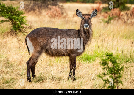 La femelle de l'abuck de Defassa (Kobus ellipsiprymnus) est en herbe courte, Serengeti; Tanzanie Banque D'Images