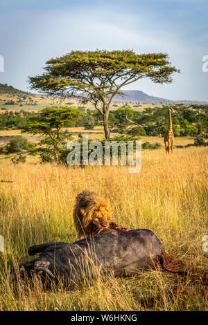 Male lion (Panthera leo) mange buffalo comme tippelskirchii Girafe (Giraffa camelopardalis) montres, Serengeti, Tanzanie Banque D'Images