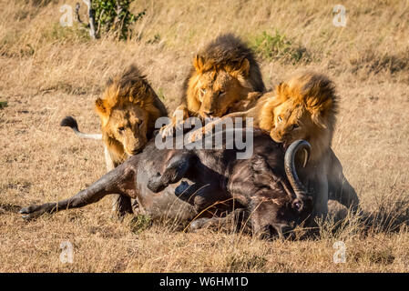 Trois hommes lions (Panthera leo) se nourrissent de dead buffalo (Syncerus caffer), Serengeti, Tanzanie Banque D'Images