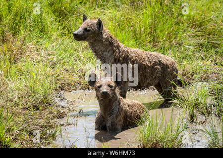 Deux l'Hyène tachetée (Crocuta crocuta) se vautre dans la boue extérieure, Serengeti, Tanzanie Banque D'Images