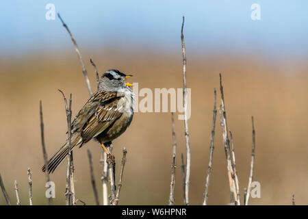 Un Bruant à couronne blanche (Zonotrichia leucophrys) chante sur la côte de l'Oregon ; Newport, Oregon, United States of America Banque D'Images