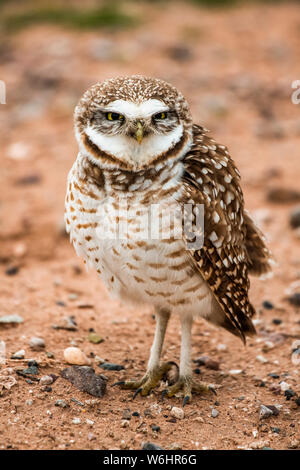 De taille adulte, près de Chevêche des terriers (Athene cunicularia) chick perché sur le terrain ; Casa Grande, Arizona, États-Unis d'Amérique Banque D'Images