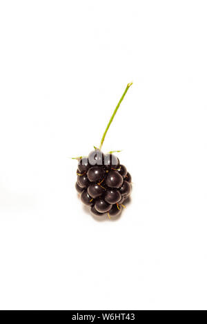 Blackberry sauvage (Rubus fruticosus) sur un fond blanc Banque D'Images
