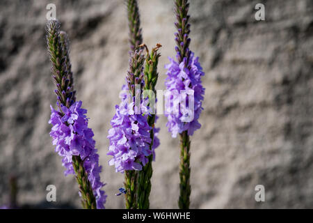 Verbena hastata Verveine (Américain, Verveine bleue, la joie du plus simple ou un marais verveine). Une plante de la famille des Verbénacées, la verveine. Banque D'Images