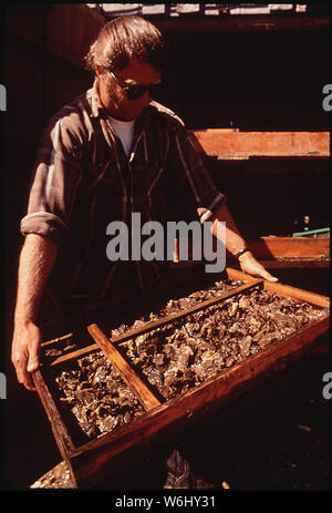 JACK WIEGARDT, PROPRIÉTAIRE DE NORTHWEST OYSTER FARM, INC., les HUÎTRES ET LES PALOURDES CHERRYSTONE POUSSE À PARTIR DE GRAINES DANS LES BACS Banque D'Images