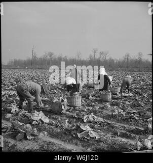 Centre de réinstallation Jerome, Dermott, Arkansas. Couper les choux qui ont été laissés pour récolte d'hiver. Banque D'Images