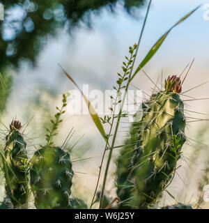 Cactus vert carré mince avec des pics soudains contre un arrière-plan flou et ensoleillée Banque D'Images