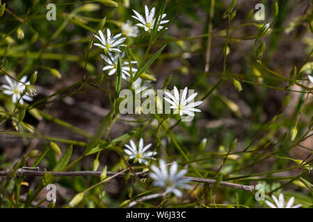 Stellaria graminea avec de belles petites fleurs blanches, photo prise en Suède est Kuggoren Banque D'Images