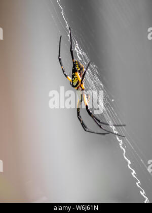 Un orb weaver spider jaune banane dans un jardin Banque D'Images