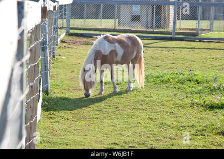 Un petit poney blanc et brun sur certains morceaux de l'herbe au soleil à côté d'une clôture en bois Banque D'Images