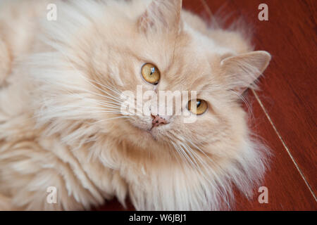 Portrait de la face d'un chat orange avec une crinière de poils Banque D'Images