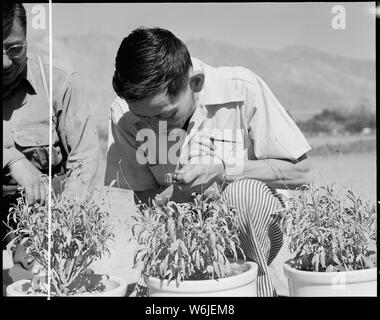 Manzanar Manzanar, Centre de réinstallation, en Californie. George J. Yokomizo, hybrideur pour le guayule ru . . . ; Portée et contenu : la légende complète pour cette photographie se lit comme suit : Manzanar Manzanar, Centre de réinstallation, en Californie. George J. Yokomizo, hybrideur pour l'expérience en caoutchouc de guayule projet. Banque D'Images