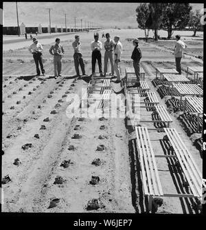 Manzanar Manzanar, Centre de réinstallation, en Californie. Les semis de guayule sont inspectés par le docteur R . . . ; Portée et contenu : la légende complète pour cette photographie se lit comme suit : Manzanar Manzanar, Centre de réinstallation, en Californie. Les semis de guayule sont inspectés par le docteur Robert Emerson, (troisième à partir de la droite), un bio-chimiste et botaniste de l'Institut de technologie de Californie et directeur de l'quayule expérience en caoutchouc. Il est ici indiqué s'entretenir avec plusieurs de ses collaborateurs de l'évacué les jeunes chercheurs de terrain 4. Il y a 408 plantes dans cette parcelle de terrain qui ont été dans le sol pendant 10 jours. Banque D'Images