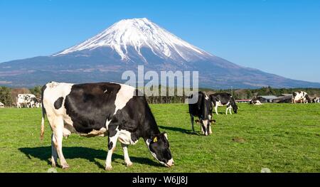 Les vaches noires et blanches sur un pré en face du volcan Mt. Fuji, préfecture de Yamanashi, Japon Banque D'Images