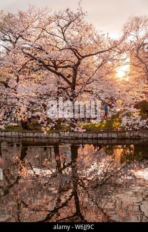 Les fleurs de cerisier au bassin Shinobazu à Ueno Park, Japanese cherry blossom, Tokyo, Japon Banque D'Images