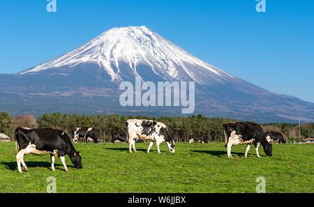 Les vaches noires et blanches sur un pré en face du volcan Mt. Fuji, préfecture de Yamanashi, Japon Banque D'Images