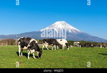 Les vaches noires et blanches sur un pré en face du volcan Mt. Fuji, préfecture de Yamanashi, Japon Banque D'Images