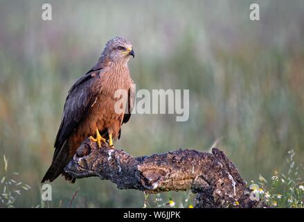 Milan noir (Milvus migrans) siège dans la lumière du matin sur un arbre mort, Castille la Manche, Espagne Banque D'Images