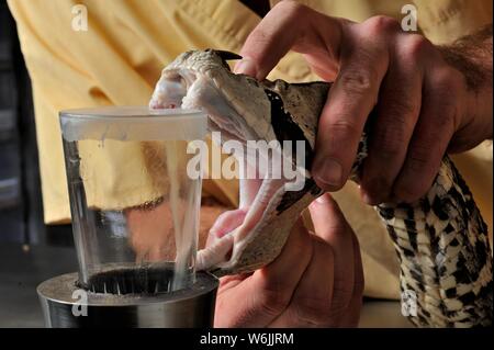 L'Afrique de l'Ouest gaboon viper Bitis (rhinoceros), l'extraction de venin dans un laboratoire médical, au Ghana Banque D'Images