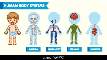 Illustration médicale scientifique des systèmes du corps humain chez les enfants illustration Illustration de Vecteur