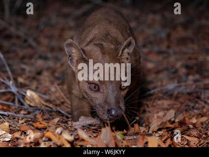 Fossa (Cryptoprocta ferox) dans les forêts sèches du West-Madagascar, Madagascar Banque D'Images