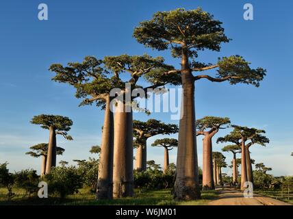 Baobaballee (Adansonia grandidieri) près de Morondava, à l'Ouest de Madagascar, Madagascar Banque D'Images