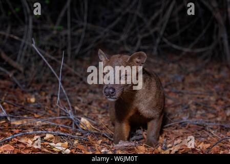 Fossa (Cryptoprocta ferox) dans les forêts sèches du West-Madagascar, Madagascar Banque D'Images