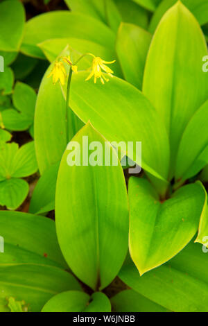 Blue-Bead Lily (Clintonia borealis), Parc Provincial Lockston Path, Terre-Neuve et Labrador, Canada Banque D'Images