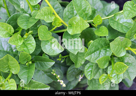 L'épinard Malabar au jardin sous le soleil Banque D'Images