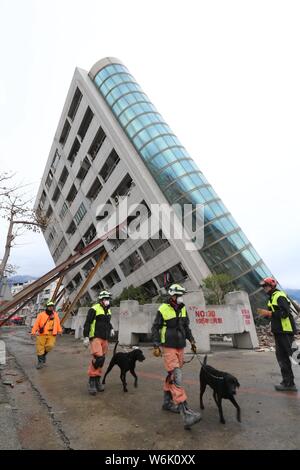 Les chiens sauveteurs et sniff passons un bâtiment résidentiel s'est effondré partiellement détruit par le tremblement de terre de magnitude 6,5 dans la région de Hualien, Taïwan, 10 février Banque D'Images