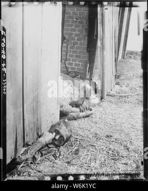 Prisonniers politiques des nazis qui ont rencontré leurs morts aux mains des troupes SS qui ont mis le feu à la grange. Ce groupe a tenté de s'échapper et ont été tués. Des 1100 prisonniers, seulement 12 ont réussi à s'échapper. Gardelegen, Allemagne ; le Vendredi, Avril 13, 1945 en préparation de leur cession imminente pour les troupes américaines, les troupes SS allemand, sous les ordres d'un fonctionnaire nazi local, massacré plus de 1 000 religieuses, politiques, militaires et les prisonniers de guerre dans une tentative de cacher leur existence. Les prisonniers ont été amenés dans un grand hangar masonery, dans lequel l'essence paille imbibés avait été placé sur le sol. À l'aide de phosp Banque D'Images