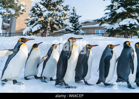 Les pingouins à pied le long d'une route au Zoo Asahiyama à Hokkaido, Japon, 19 janvier 2018. Banque D'Images