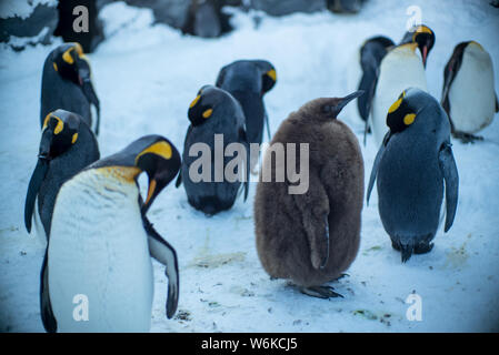 Les pingouins à pied le long d'une route au Zoo Asahiyama à Hokkaido, Japon, 19 janvier 2018. Banque D'Images