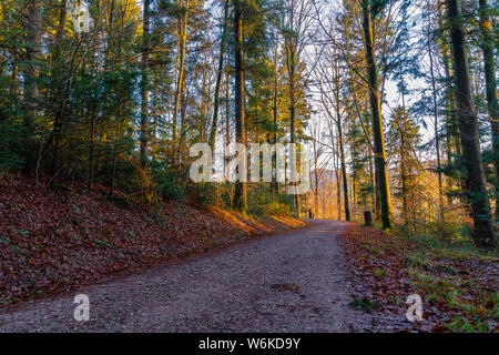 Sentier à travers la forêt dans le parc Magic sunset light Banque D'Images