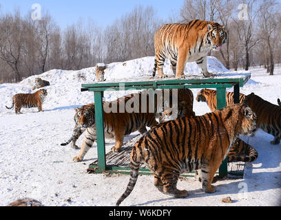 Tigres de Sibérie Fat jouer dans la neige à Shenyang Tiger Park de Shenyang city, Liaoning Province du nord-est de la Chine, 11 janvier 2018. Beaucoup de gens ont Banque D'Images