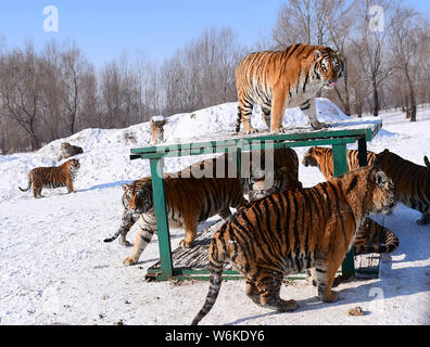 Tigres de Sibérie Fat jouer dans la neige à Shenyang Tiger Park de Shenyang city, Liaoning Province du nord-est de la Chine, 11 janvier 2018. Beaucoup de gens ont Banque D'Images