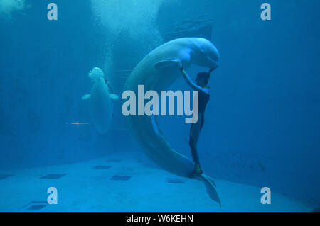 Un gardien danse avec un béluga sous l'eau au cours d'une performance à l'Haichang Ocean park dans la ville de Chengdu, dans le sud-ouest de la province chinoise du Sichuan, 8 Banque D'Images