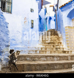 (Selective focus) vue imprenable sur deux cute cats assis sur une ruelle étroite avec la substitution, bleu bâtiments blanchis à la chaux. Banque D'Images