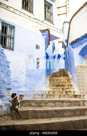 (Selective focus) vue imprenable sur deux cute cats assis sur une ruelle étroite avec la substitution, bleu bâtiments blanchis à la chaux. Banque D'Images