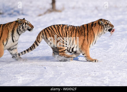 Tigres de Sibérie Fat jouer dans la neige à Shenyang Tiger Park de Shenyang city, Liaoning Province du nord-est de la Chine, 11 janvier 2018. Beaucoup de gens ont Banque D'Images