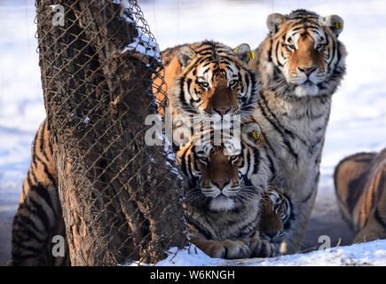 Tigres de Sibérie Fat jouer dans la neige à Shenyang Tiger Park de Shenyang city, Liaoning Province du nord-est de la Chine, 11 janvier 2018. Beaucoup de gens ont Banque D'Images