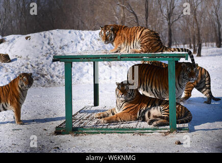 Tigres de Sibérie Fat jouer dans la neige à Shenyang Tiger Park de Shenyang city, Liaoning Province du nord-est de la Chine, 11 janvier 2018. Beaucoup de gens ont Banque D'Images