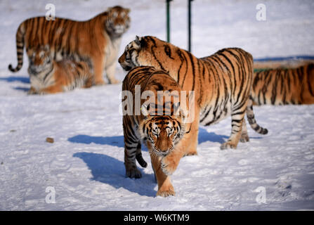 Tigres de Sibérie Fat jouer dans la neige à Shenyang Tiger Park de Shenyang city, Liaoning Province du nord-est de la Chine, 11 janvier 2018. Beaucoup de gens ont Banque D'Images