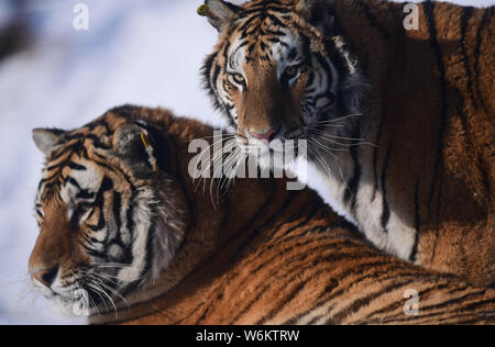 Tigres de Sibérie Fat jouer dans la neige à Shenyang Tiger Park de Shenyang city, Liaoning Province du nord-est de la Chine, 11 janvier 2018. Beaucoup de gens ont Banque D'Images