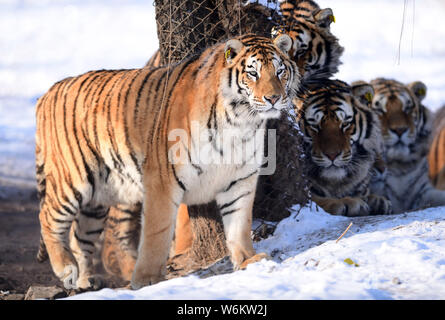 Tigres de Sibérie Fat jouer dans la neige à Shenyang Tiger Park de Shenyang city, Liaoning Province du nord-est de la Chine, 11 janvier 2018. Beaucoup de gens ont Banque D'Images